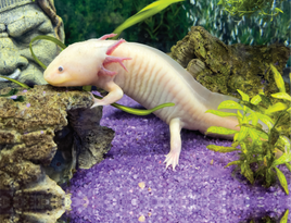 Glitterbug Big Bundle Axolotyl on Purple