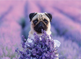 Tote Panel Pug in Lavender