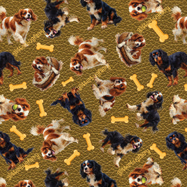 Cavalier King Charles Spaniel