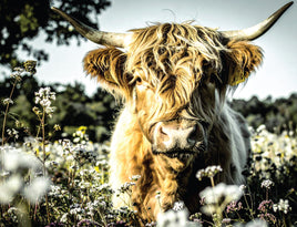 Tote Panel Highland Cow White Sky