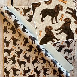 American Water Spaniel